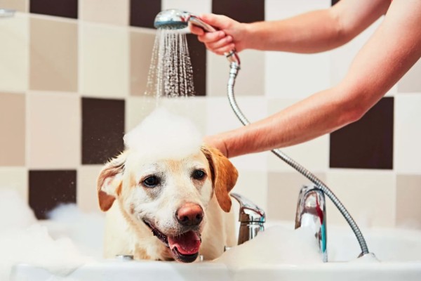 拉布拉多的人工养殖方法，要少食多餐喂养