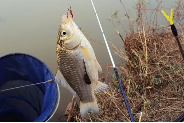 野钓鲫鱼用什么饵料,蚯蚓、红虫、野战蓝鲫等鱼饵都是适宜选择