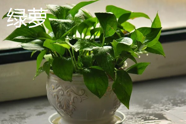 哪些植物可以驱蚊,驱蚊草、夜来香等品种都有驱蚊效果