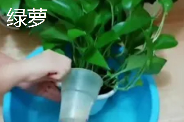 哪些植物可以驱蚊,驱蚊草、夜来香等品种都有驱蚊效果