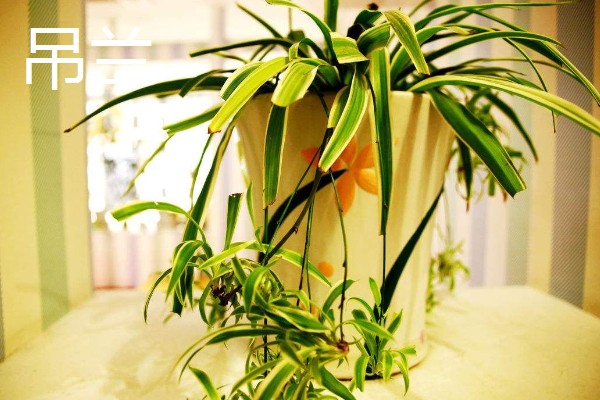 哪些植物可以驱蚊,驱蚊草、夜来香等品种都有驱蚊效果