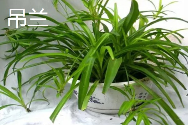 哪些植物可以驱蚊,驱蚊草、夜来香等品种都有驱蚊效果