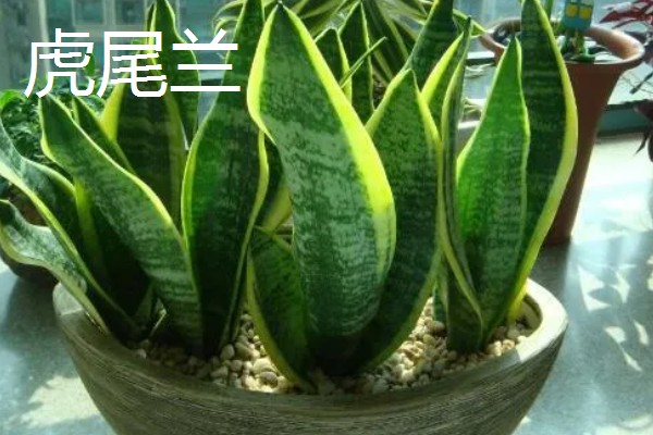 哪些植物可以驱蚊,驱蚊草、夜来香等品种都有驱蚊效果