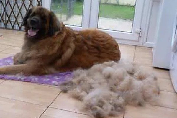 夏天狗狗掉毛很厉害怎么办,需要剃毛治疗