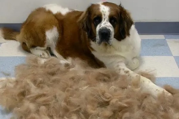 夏天狗狗掉毛很厉害怎么办,需要剃毛治疗