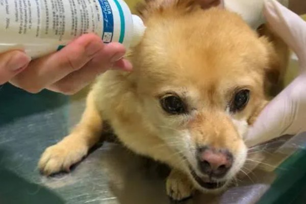 夏天狗狗掉毛很厉害怎么办,需要剃毛治疗