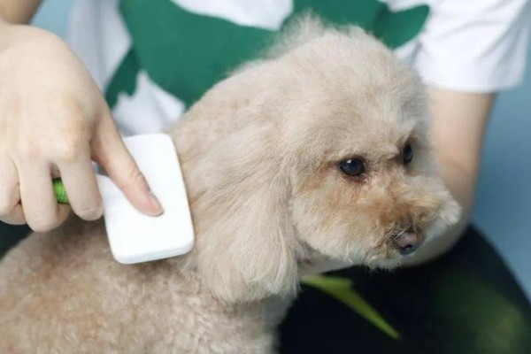 夏天狗狗掉毛很厉害怎么办,需要剃毛治疗