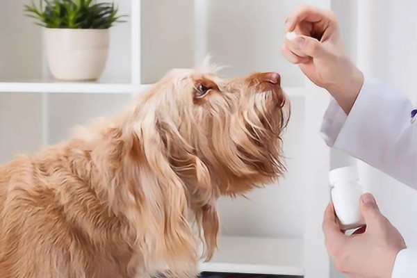 夏天狗狗掉毛很厉害怎么办,需要剃毛治疗