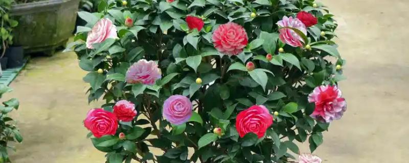 茶花移栽后如何浇水，不要用自来水浇