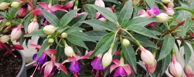 灯笼花喜阴吗，属于喜阳植物