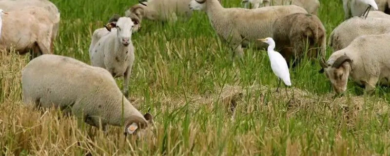 羊吃麦秸有什么坏处，通常会出现上火的现象