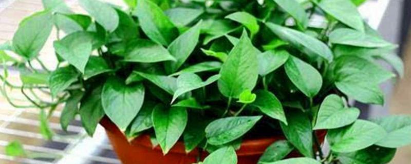 绿箩是喜阴还是喜阳，属于喜阴植物