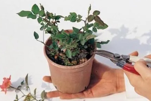 玫瑰花的过冬方法,将养殖环境的温度控制在10℃以上