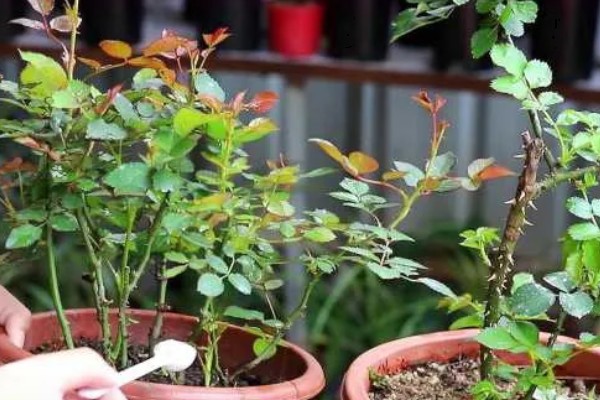玫瑰花的过冬方法,将养殖环境的温度控制在10℃以上