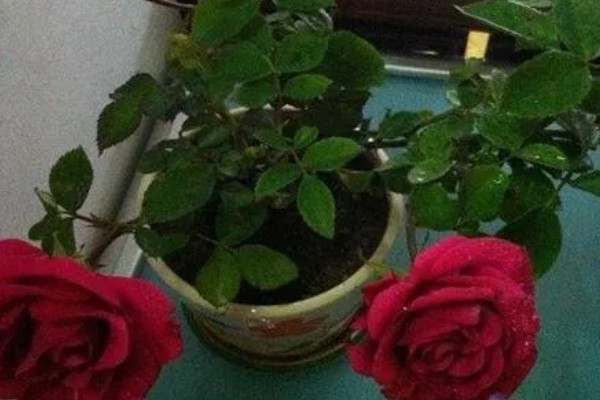 玫瑰花的过冬方法,将养殖环境的温度控制在10℃以上