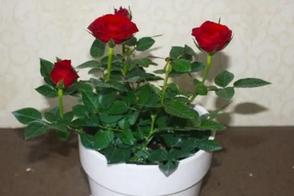 玫瑰花的过冬方法,将养殖环境的温度控制在10℃以上