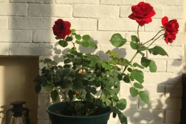 玫瑰花的过冬方法,将养殖环境的温度控制在10℃以上