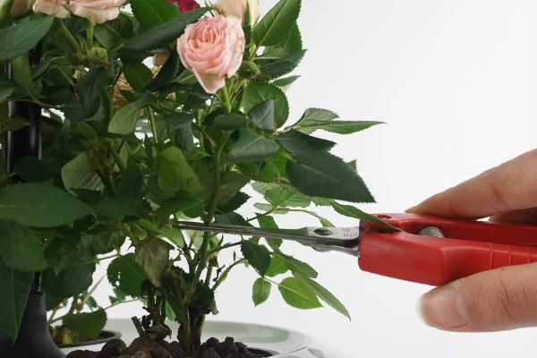 玫瑰花的过冬方法,将养殖环境的温度控制在10℃以上