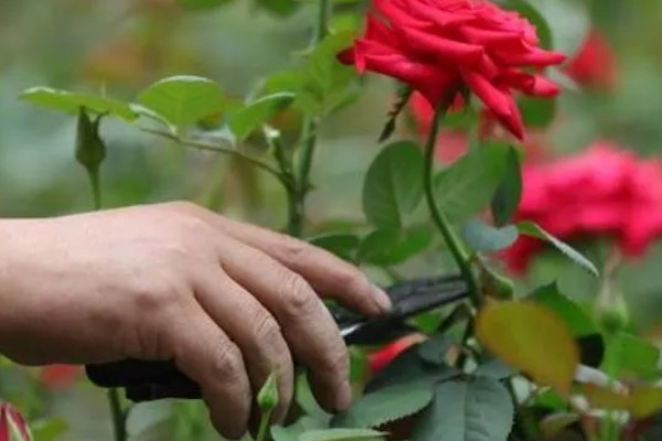 玫瑰花的过冬方法,将养殖环境的温度控制在10℃以上