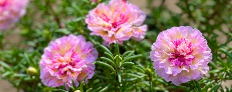 太阳花发芽后为什么一直不长，缺光、过度浇水都是常见原因