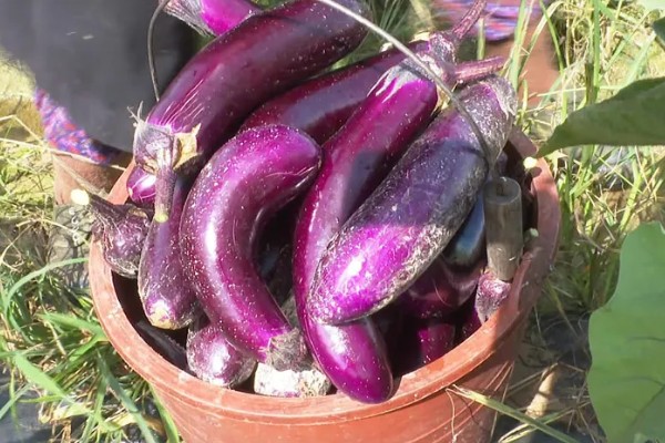 茄子的种植与管理技术，定植地要施足基肥