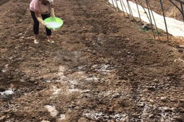 茄子的种植与管理技术，定植地要施足基肥