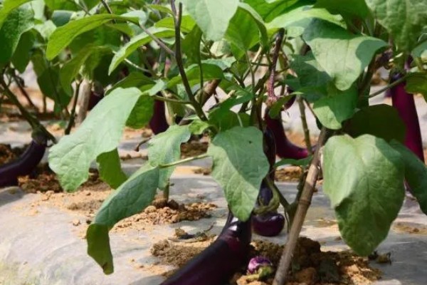 茄子的种植与管理技术，定植地要施足基肥
