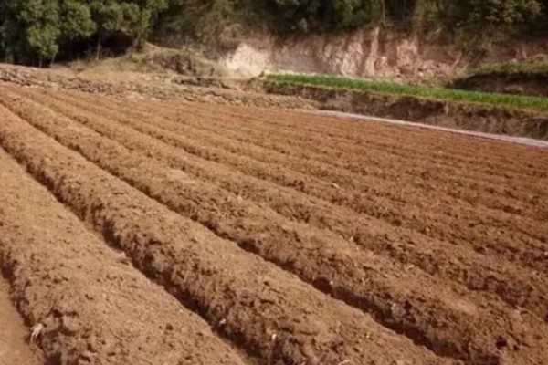 茄子的种植与管理技术，定植地要施足基肥