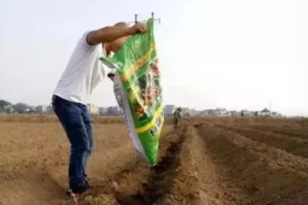 茄子的种植与管理技术，定植地要施足基肥