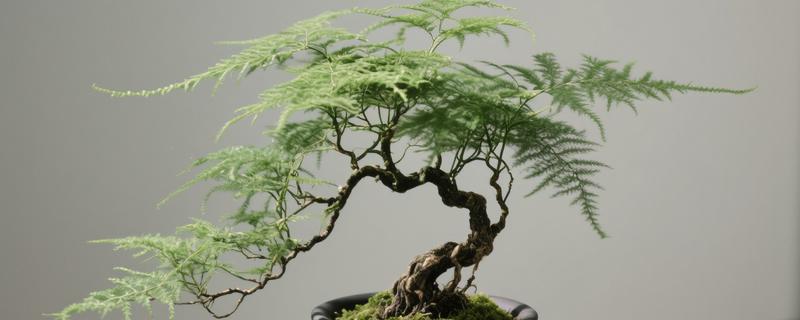 文竹如何修剪，将黄叶和病叶剪掉