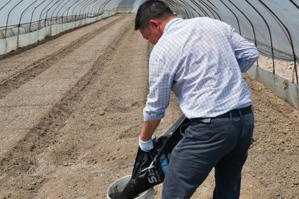 茄子的种植与管理技术，定植地要施足基肥