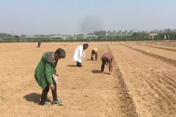 茄子的种植与管理技术，定植地要施足基肥