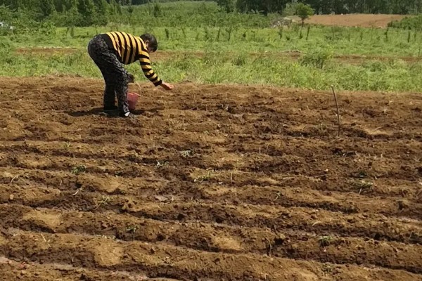 茄子的种植与管理技术，定植地要施足基肥