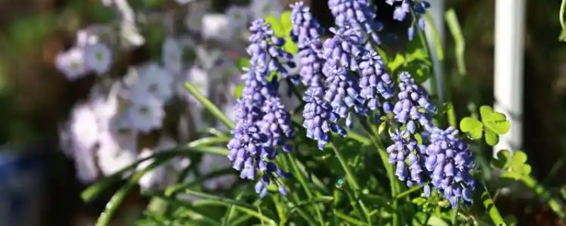 葡萄风信子的种植方式，通过播种和分株的方法进行种植