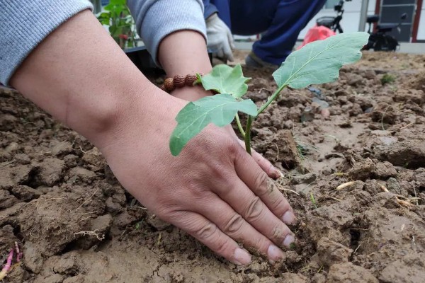 茄子的种植与管理技术，定植地要施足基肥