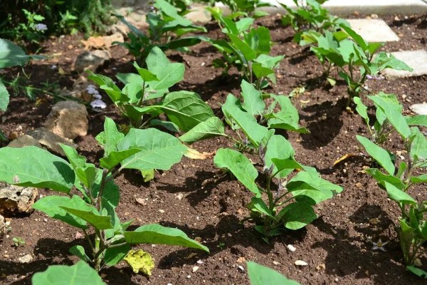茄子的种植与管理技术，定植地要施足基肥
