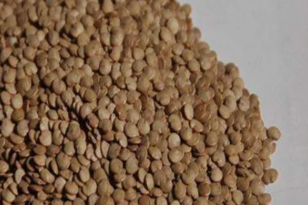 茄子的种植与管理技术，定植地要施足基肥