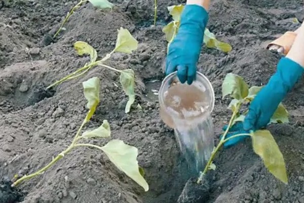 茄子的种植与管理技术，定植地要施足基肥