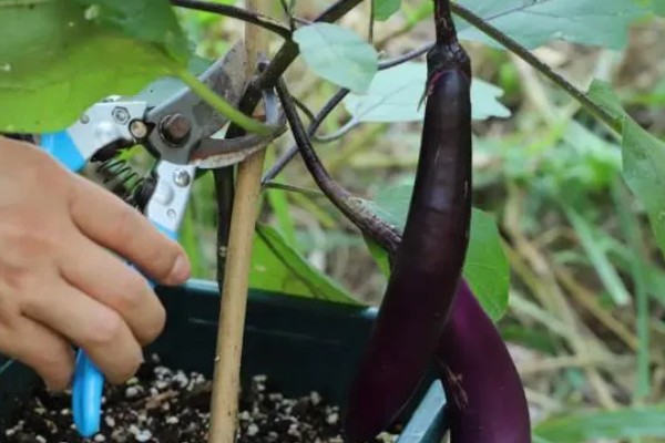 茄子的种植与管理技术，定植地要施足基肥