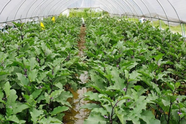 茄子的种植与管理技术，定植地要施足基肥