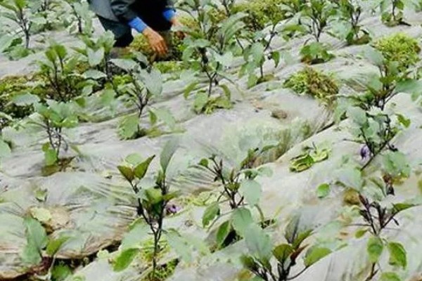 茄子的种植与管理技术，定植地要施足基肥