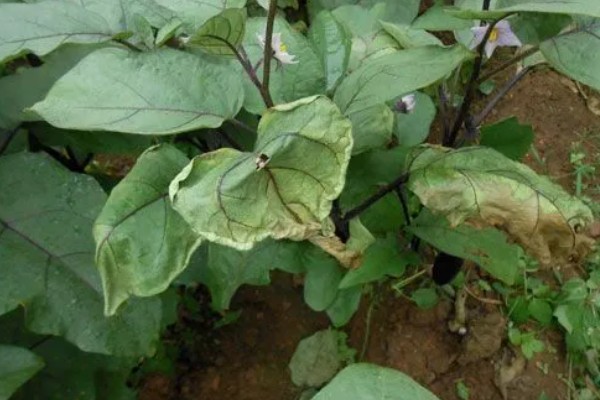 茄子的种植与管理技术，定植地要施足基肥