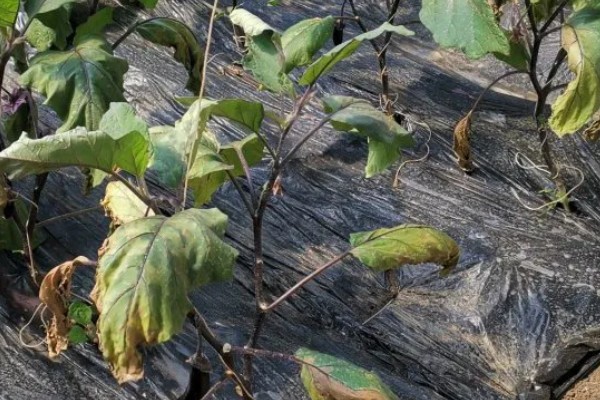 茄子的种植与管理技术，定植地要施足基肥