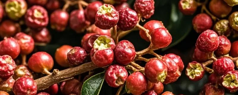 花椒与藤椒有什么区别，颜色、口味均不同