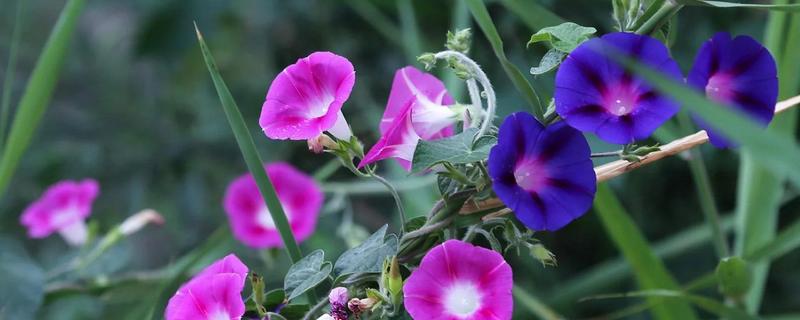 牵牛花的形态特征，其茎杆上长有短柔毛