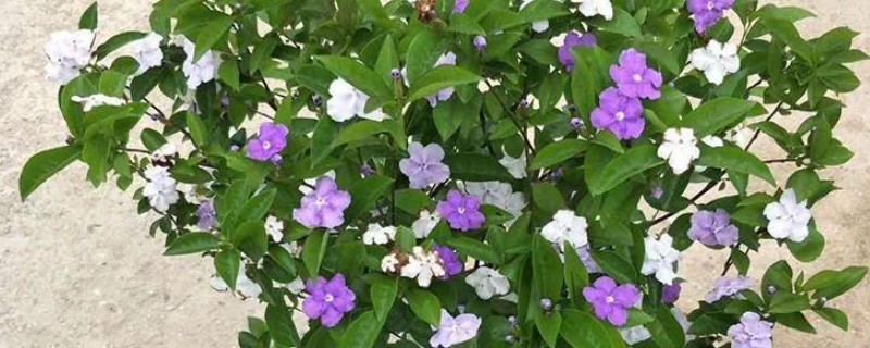 怎么养殖鸳鸯茉莉，生长季节要定期追施薄肥