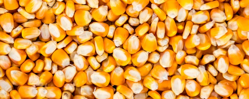 春耕购种时怎么鉴别带病种子，不同种子的鉴别方法不同