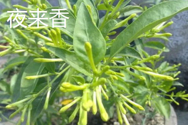 哪些植物可以驱蚊,驱蚊草、夜来香等品种都有驱蚊效果