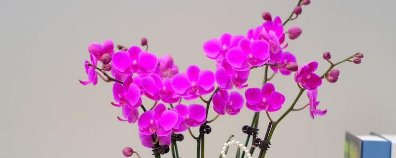 蝴蝶兰的花期，有两至三个月的时间