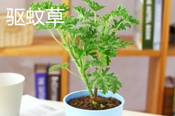 哪些植物可以驱蚊,驱蚊草、夜来香等品种都有驱蚊效果